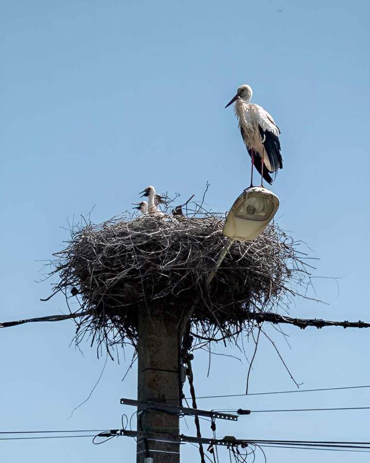 Photo d'oiseau Damvillers